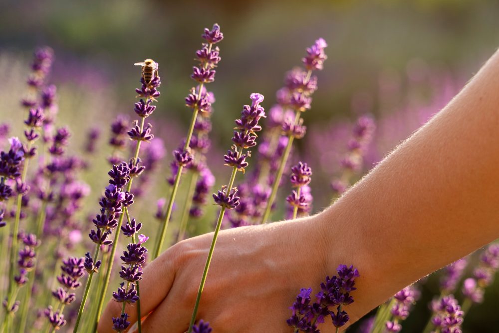 lavanda